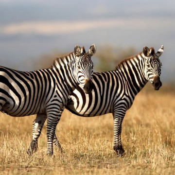 Zebrai